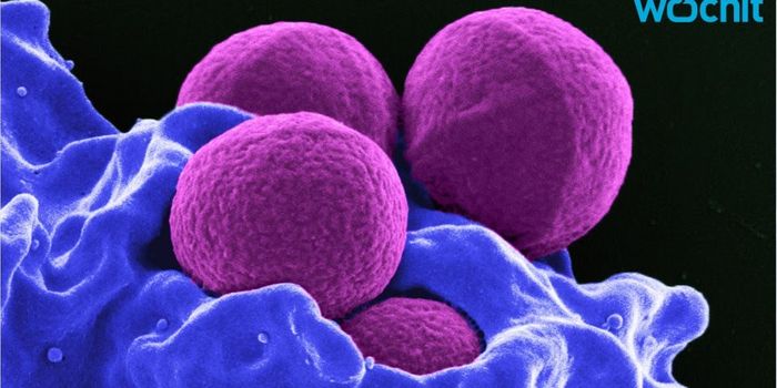 Cells From a Sponge Can Treat MRSA Infections