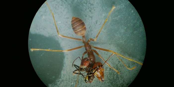 These Ants 'Explode' to Protect Their Colonies