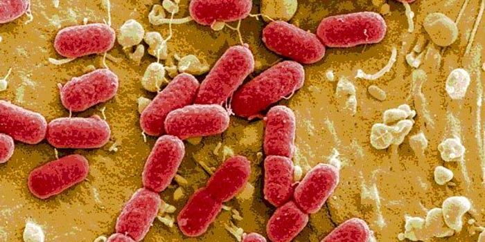 First Estimates of Global Incidence of STEC-Related Illnesses Released