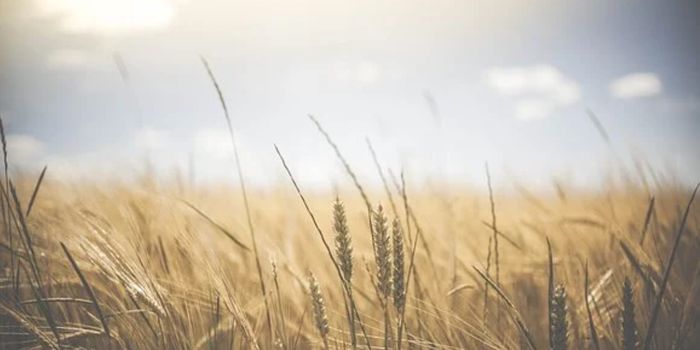 Children Exposed to Famine Have a Lasting Epigenetic Impact