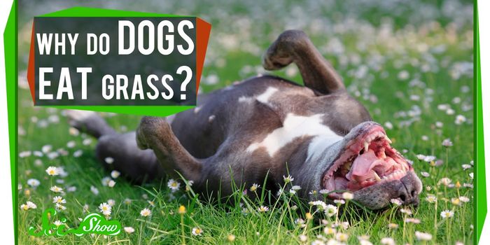 Why does my dog eat grass?