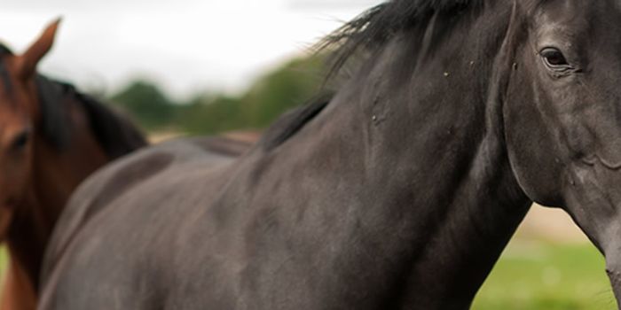 High Incidence of MRSA in Horse Slaughterhouses