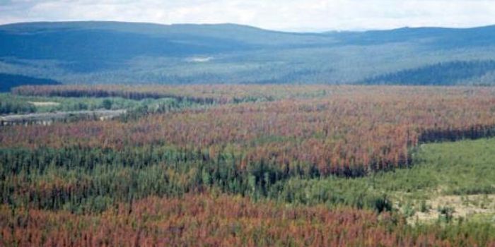 The Mountain Pine Beetle Is Killing Off Forests On Half A Continent