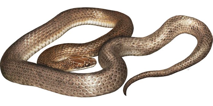 A Small Snake Eaten by a Larger Snake Turned Out to be a New Species