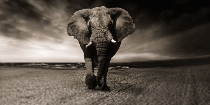 Neandertals Hunted and Feasted on Giant Prehistoric Elephants