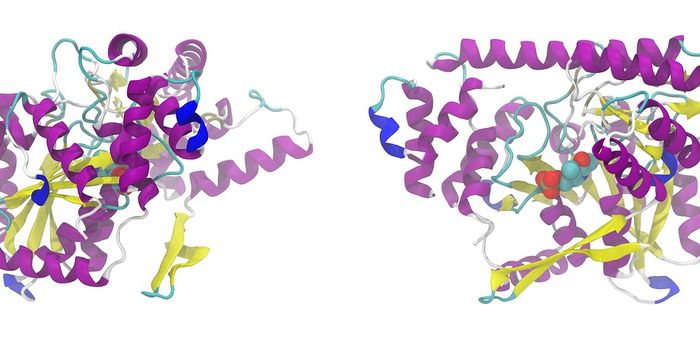 New Compound Inhibits Inflammatory Response in Lupus