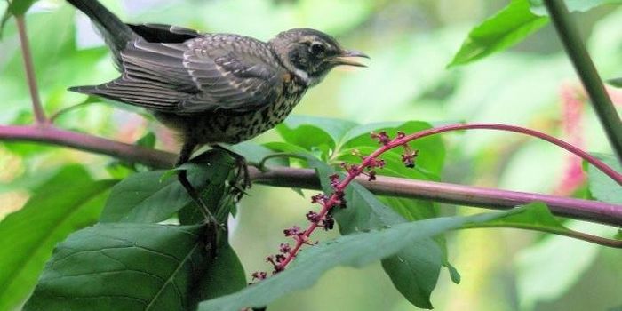 Backyard Birds Connect City Dwellers to Nature