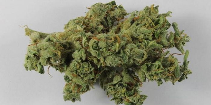 Legalizing Marijuana and the New Science of Weed