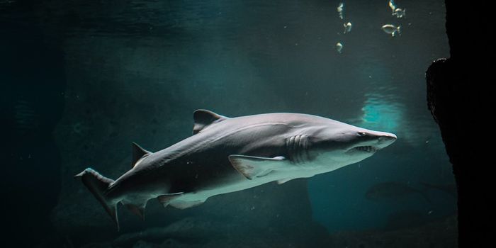 Does Your Pet's Food Have Endangered Shark In It? DNA Technology Can Tell.