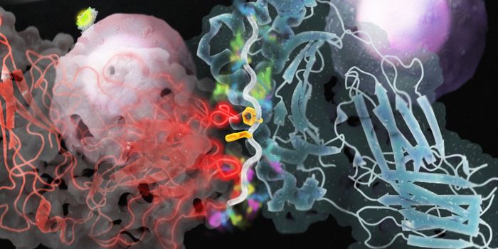 "Elderly" T Lymphocytes Less Effective Than Youthful Cells