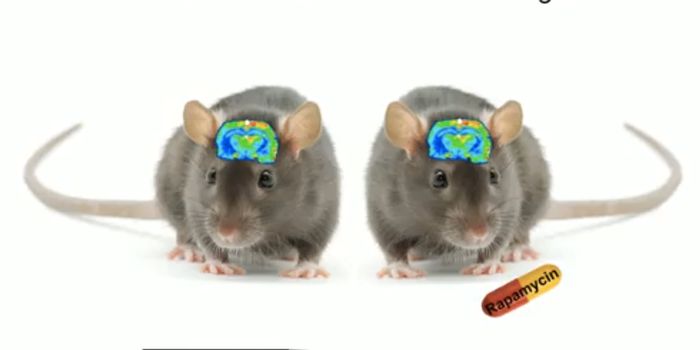 Rapamycin Can Prevent Age-related Memory Problems and Loss of Cerebral Blood Flow