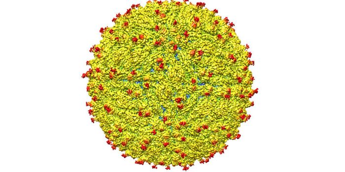 Team maps Zika virus and finds unique ‘targets'