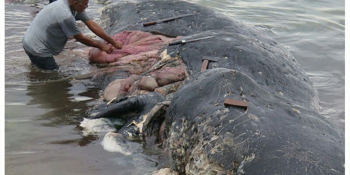 Stomach of Deceased Sperm Whale That Washed Up in Indonesia Was Filled with Plastic
