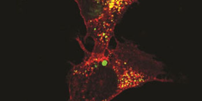 Targeting A Killer Protein