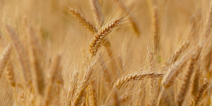 Is Gluten Becoming More Immunoreactive?
