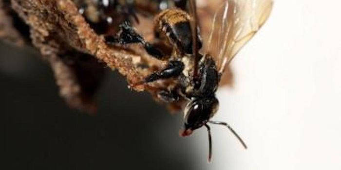 Complex Symbiotic Relationship Between Bees and Fungi is Revealed