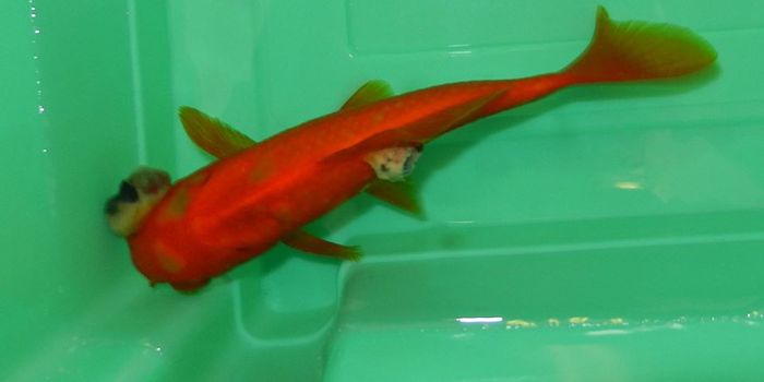 Going the Distance for a Goldfish