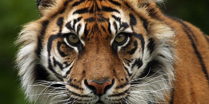 Critically Endangered Sumatran Tiger Passes Away in 'Death Zoo'