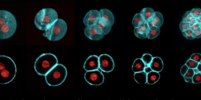 Engineering Designer Organelles with Synthetic Amino Acids