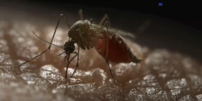 Engineering Mosquitoes to Stop Dengue Virus Transmission