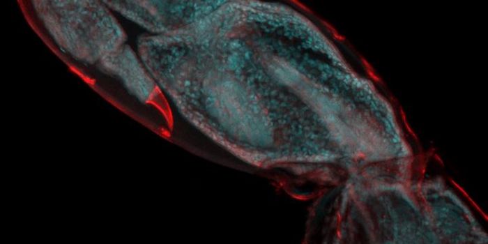 Footage of Cell Action During Limb Regeneration is Captured