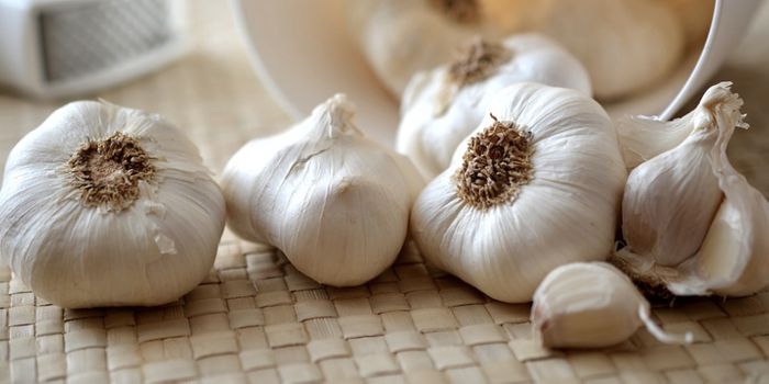 Fighting Chronic Infections with Garlic