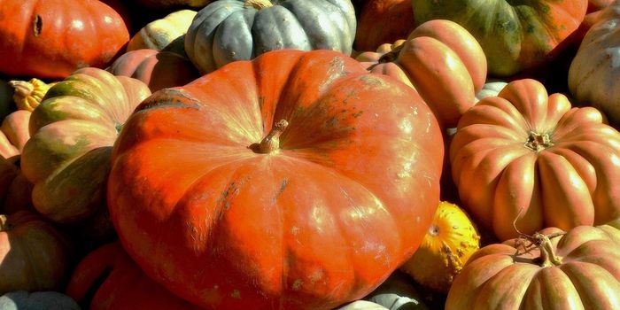 Building Better Crops: Pumpkin and Squash