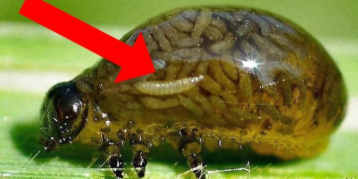 Animal Superpowers You Won't Believe