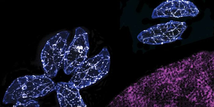 The Switch Controlling the Stage of a Common Parasite