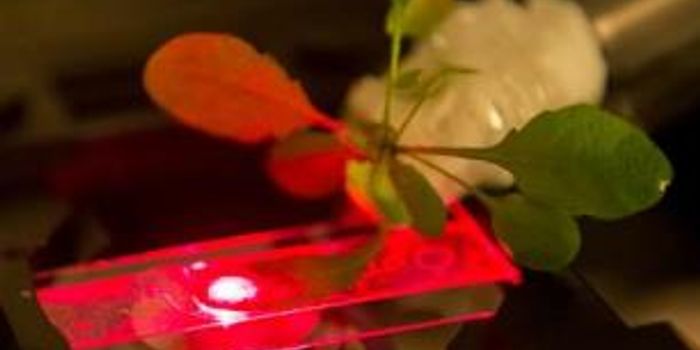 Plant Nanobionics Produces Living Chemical Detection Plants
