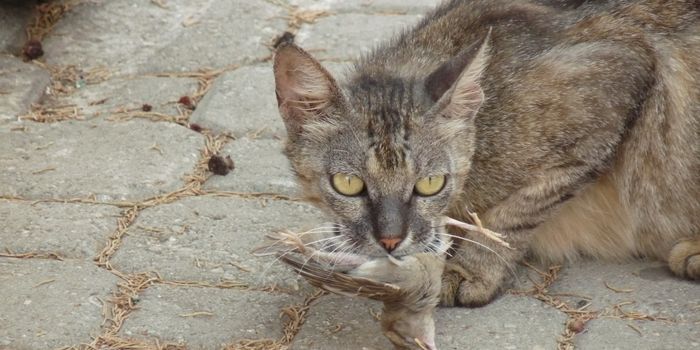 Invasive Predators, Like Cats, Are Pushing Many Animal Species Into Extinction