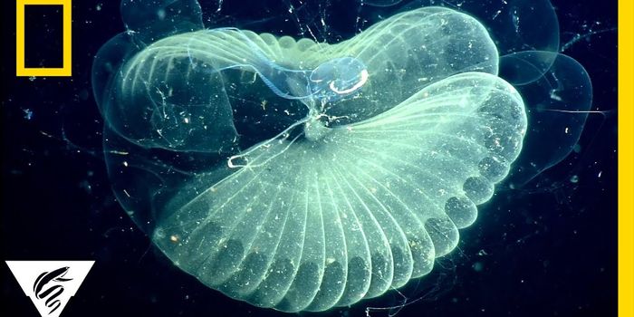 These tiny filter feeders are accumulating microplastics