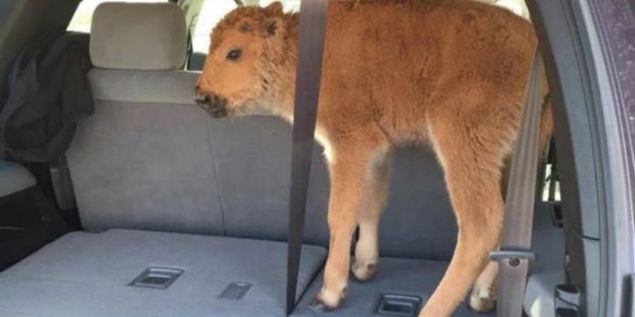 Here's Why You Shouldn't Interact With Wild Bison