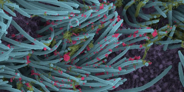 Amazing Images of the Pandemic Virus SARS-CoV-2