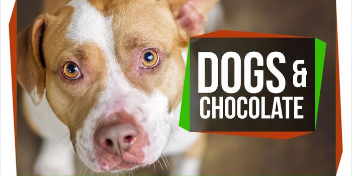 Why you shouldn't feed your dog chocolate