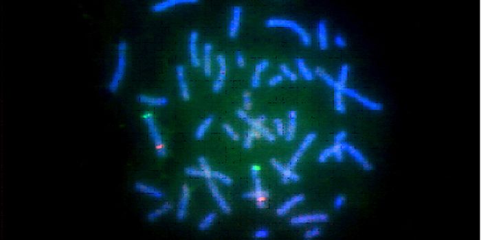 Rearranging Whole Chromosomes with CRISPR