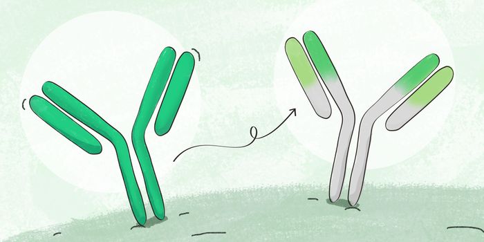 Evolution of Antibody Humanization and Affinity Maturation