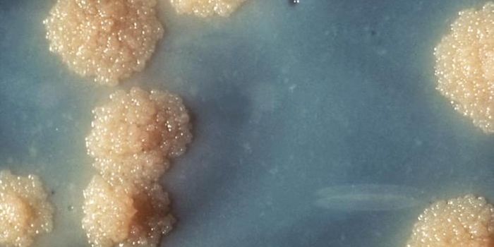 TB Vaccine Protects Two Times Longer Than Thought