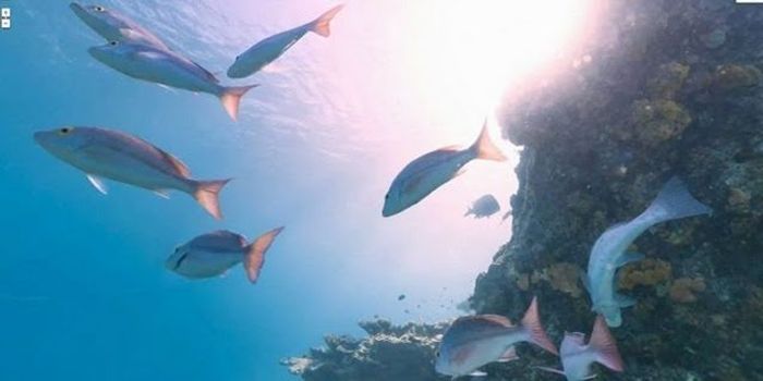 Exploring the oceans with Google Earth