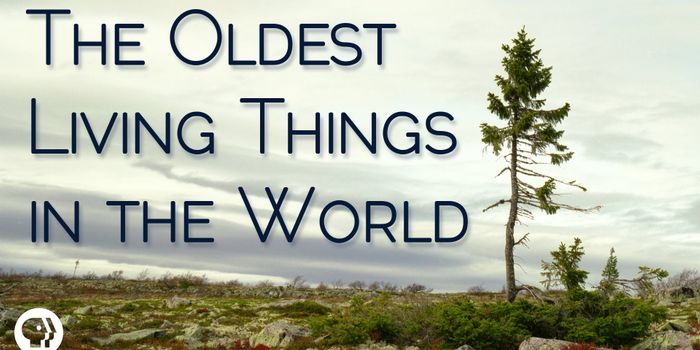 How old are the oldest living things in the world?
