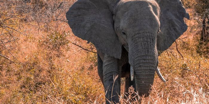 Elephants may improve the carbon-storing features of African forests