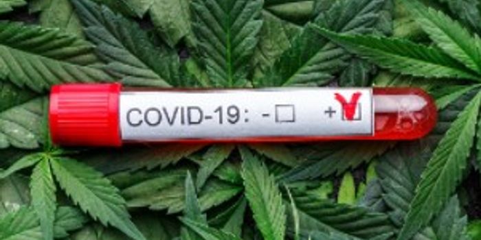 Can weed cure Covid?