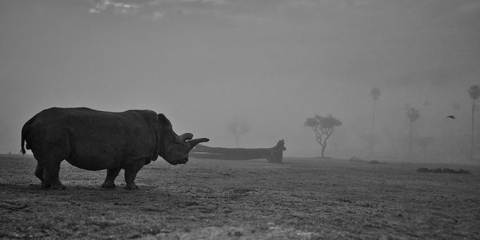 One of World's Four Remaining Northern White Rhinos Dies