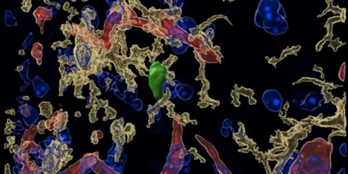 White Blood Cells Are Essential to the Developing Brain