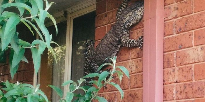 1.5-Meter Goanna Found on Front of Man's House
