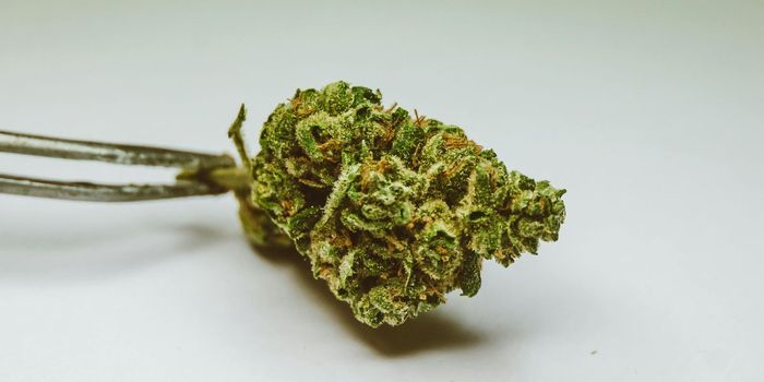 Prenatal Cannabis Exposure Impacts Genes in Developing Brain