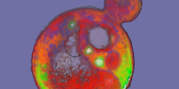 Researchers Watch Evolution in Near Real Time