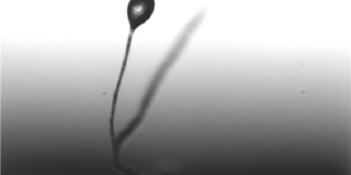 Why Slimy Cheats Don't Win, and Other Amoeba Tales