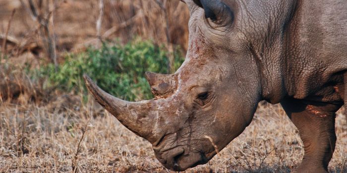 Could Artificial Eggs Prevent the Extinction of the Northern White Rhino?