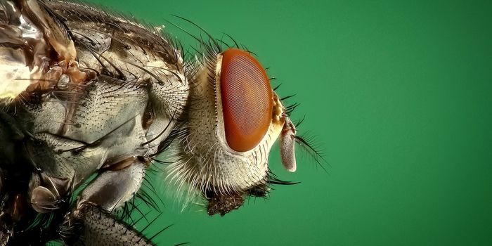 Killer Flies Push the Boundaries of Fast Vision